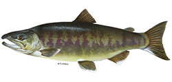illustration of a Chum salmon