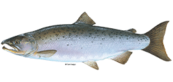 illustration of a Coho salmon