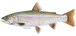 illustration of a Lahontan cutthroat trout