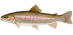 illustration of a Steelhead trout