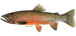 illustration of a Westslope cutthroat trout