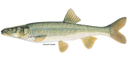 illustration of a Colorado pikeminnow fish