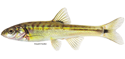 illustration of a Moapa dace fish