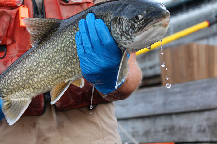 photo of an Ontario lake trout