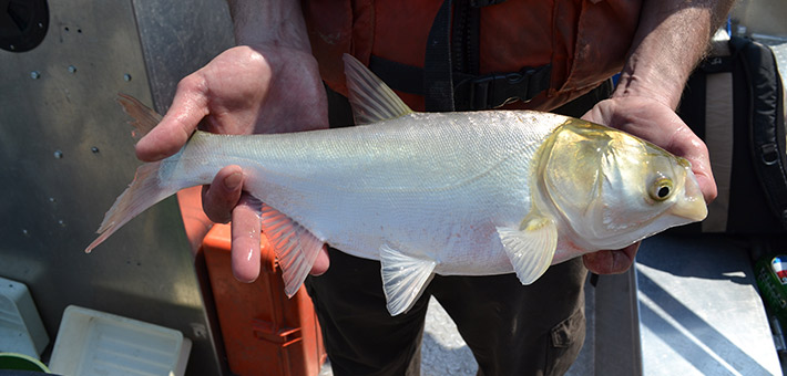 photo of an adult silver carp