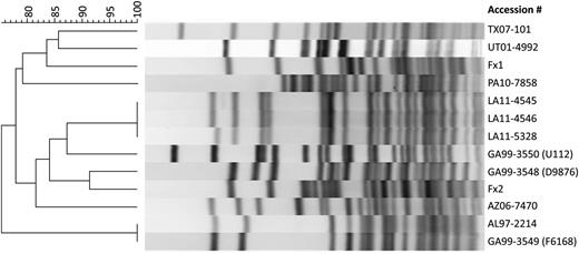 Dendrogram based on Pme1 pulsed-field gel electrophoresis patterns of the clinical isolates LA11-4545, LA11-4546, and LA11-5328, and 10 other Francisella novicida isolates. The dendrogram was constructed using Dice similarity coefficients (1.5% optimization and 1.5% tolerance) and unweighted pair group method with averages.