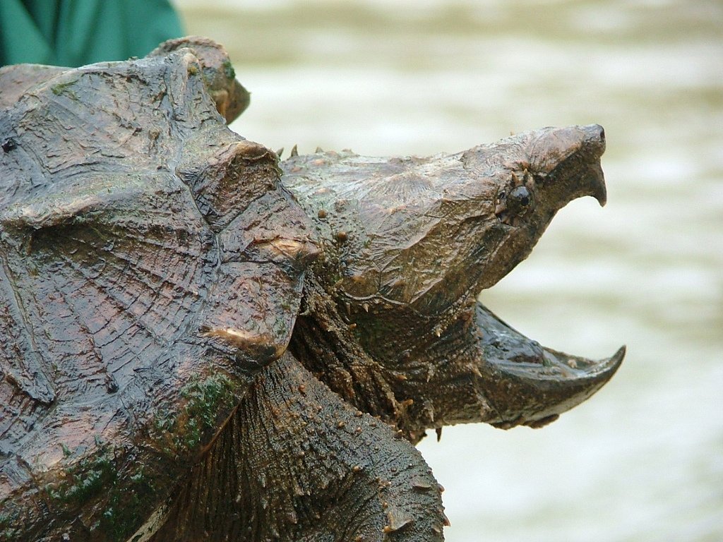 photo of alligator snapping turtle