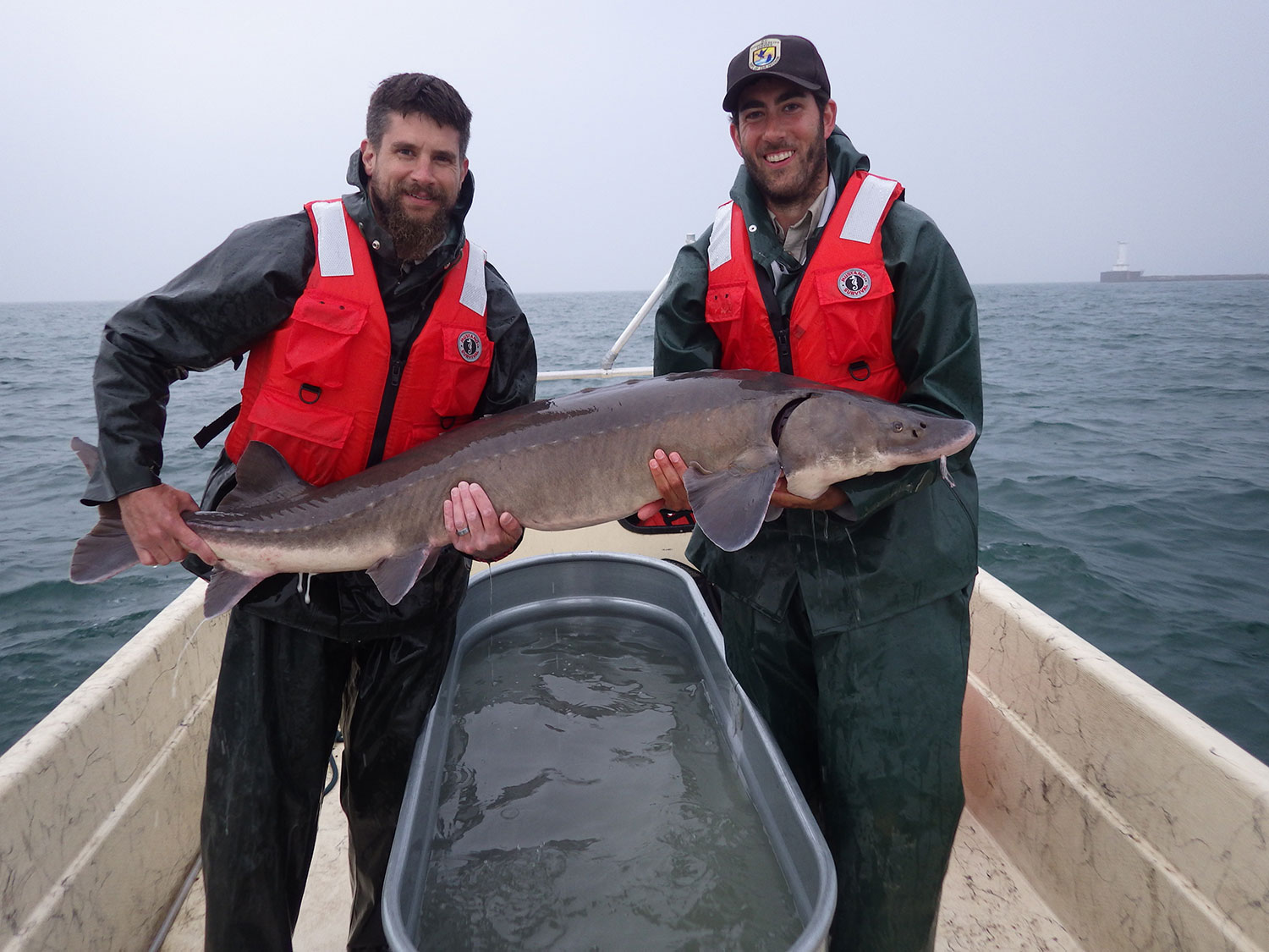 photo of employees holding a Lake sturgeon