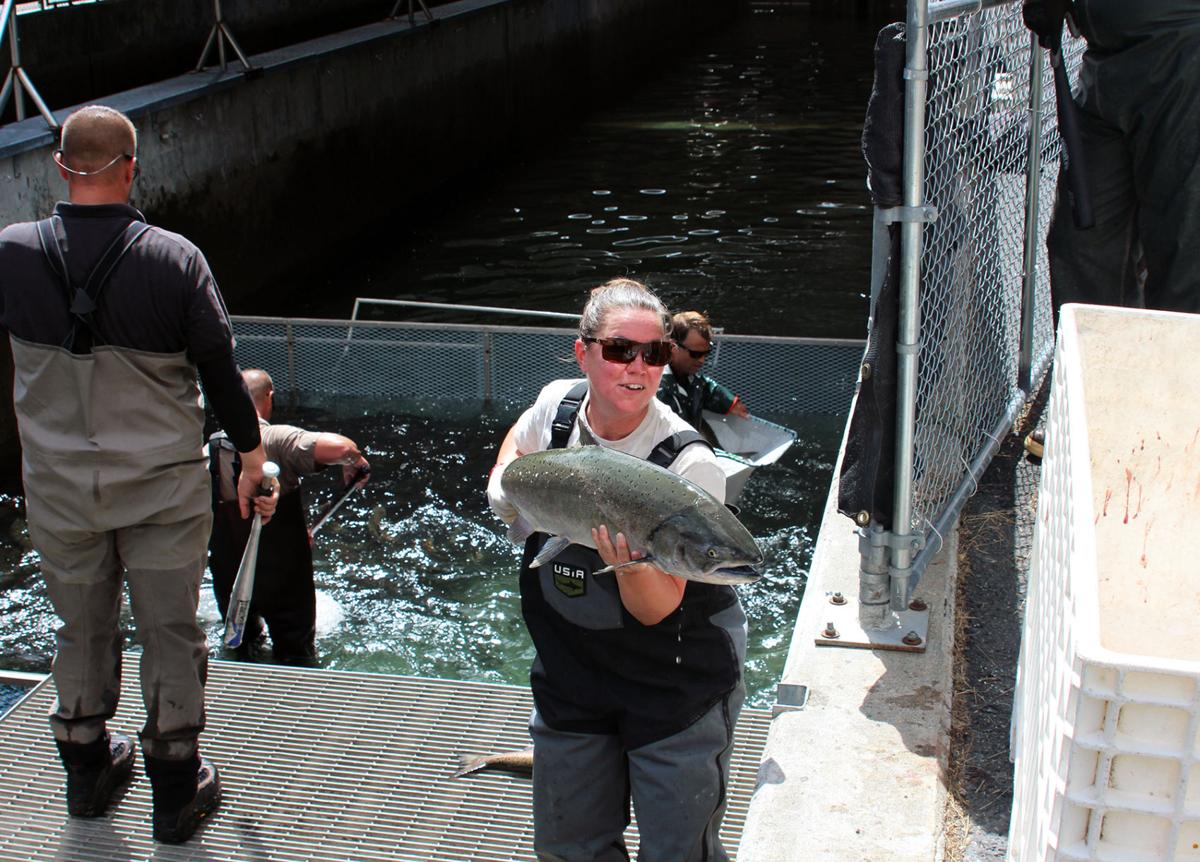 photo of Bio Science tech holding a Chinook salmon