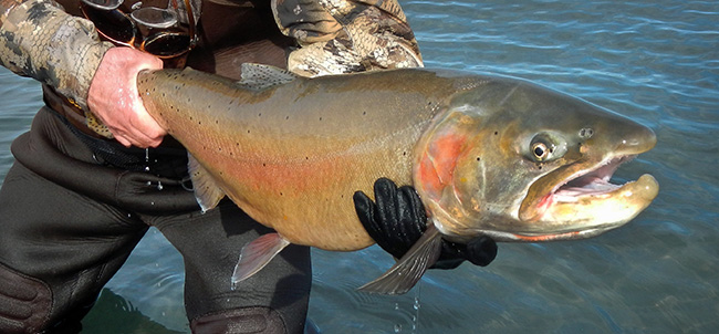 photo of angler holding a Lahontan cutthroat trout