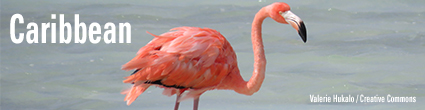 Image of Flamingo with text: "Caribbean"