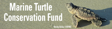 Marine Turtle Conservation Fund. Credit: Becky Skiba / USFWS