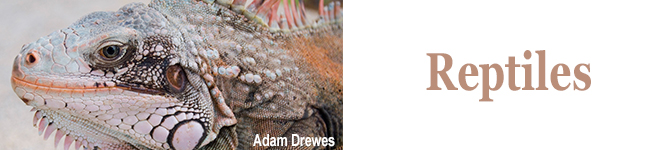 Iguana. Credit: Adam Drewes / Creative Commons License