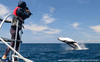 a researcher on a boat fires a dart at a breaching humpback whale