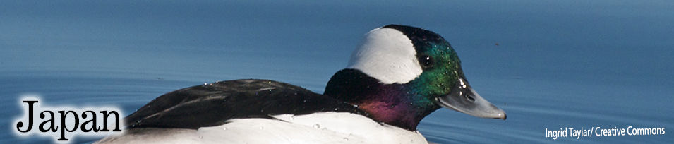 US-Japan Migratory Bird Convention banner image.Credit: Mike Silbernagle/USFWS