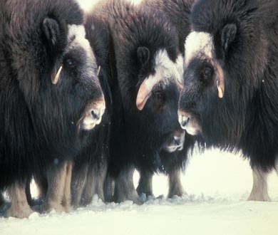 Muskoxen. Credit: FWS