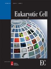 Eukaryotic Cell: 14 (12)
