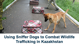 Using Sniffer Dogs to Combat Wildlife Trafficking in Kazakhastan