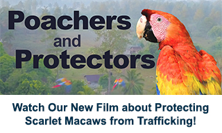 Image of Scarlet macaw with text "Watch Our New Film about Protecting Scarlet Macaws from Trafficking!"