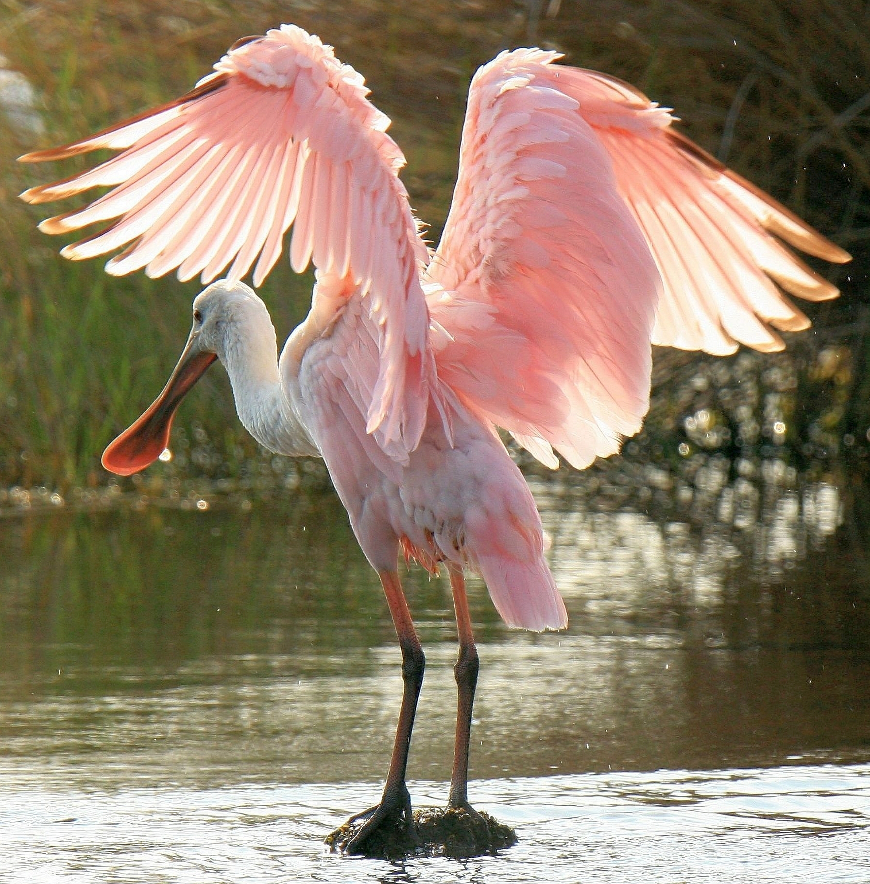 13_St_Mark_Refuge_FL_roseate_spoonbill_1_Craig_Kittendorf-USFWS