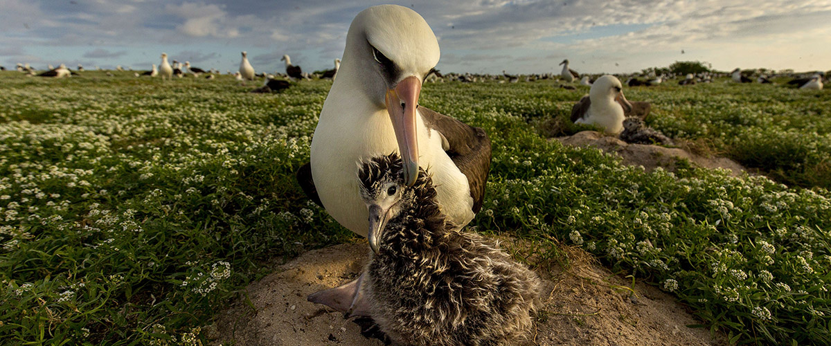 albatross Midway NWR photo by Ian Shive/usfws