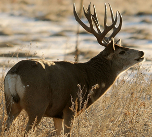A large buck in a cold winter grassland.
