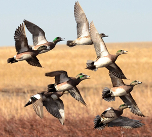 Ten ducks flying in front of a dormant grassland backdrop.