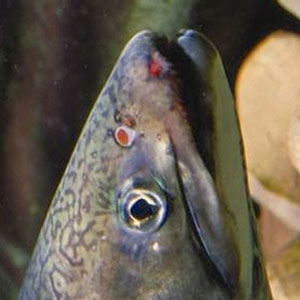 The head of a trout.