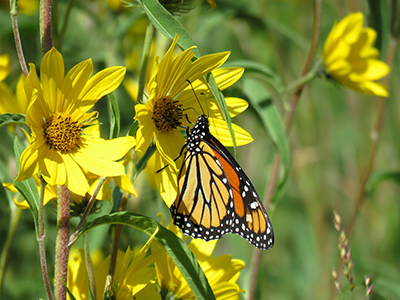Monarch on sunflower photo by Alex Galt USFWS