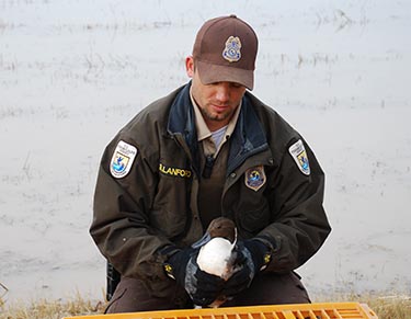 Federal Wildlife Officer doing biology.