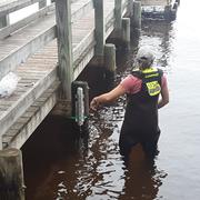  A USGS employee standing in knee deep water attaches a metal cylinder containing a storm tide sensor to a pier. 