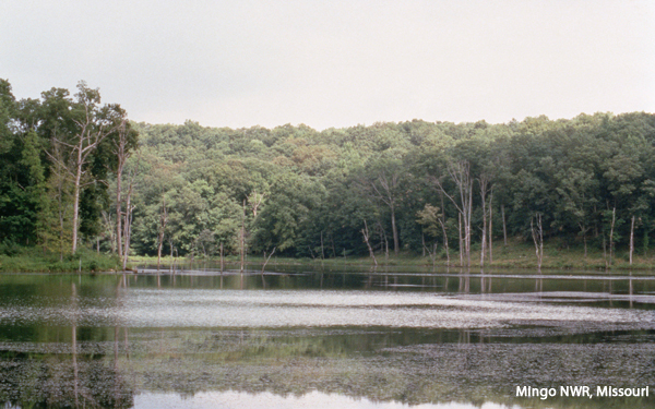 Mingo NWR