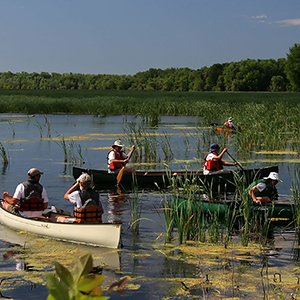 Montezuma Refuge NY volunteers and Friends collect invasive European frogbit from marsh