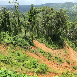 Four USGS scientists on mountainside with landslides and downed trees