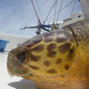 Loggerhead sea turtle (Caretta caretta)