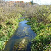 Trout Creek flowing through scrubby forest and grassland