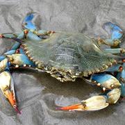 Blue crab on the beach