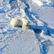 Polar bear still hunting at a seal breathing hole