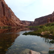 Upstream view from the Colorado River. Riparian vegetation and red canyon walls are visible.