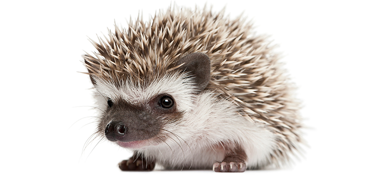 PHoto of a hedgehog on a white background.