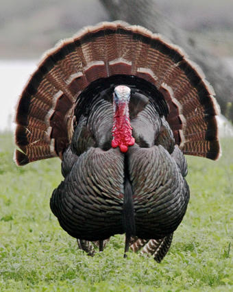 A strutting wild male turkey