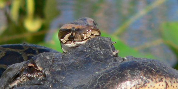 Burmese Pythons Invade the Everglades