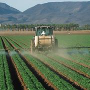 Photo of tractor spraying pesticides on rows of lettuce