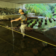 Scientist stands in a stream under an overpass taking a measurement.