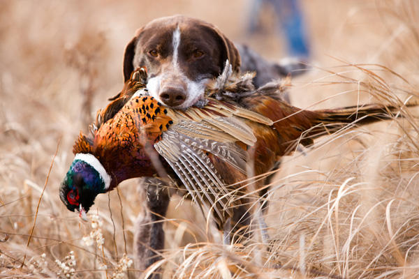 German short hair bird dog with pheasant.