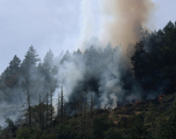 Photo of wild fire smoke rising out of the forest.