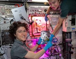 Mizuna mustard greens aboard ISS