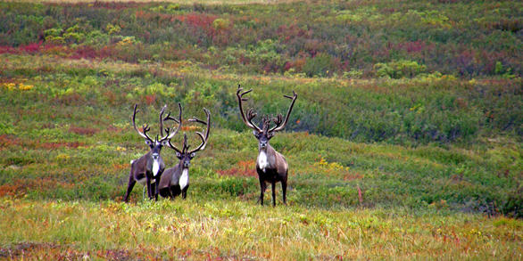 Changing Arctic Ecosystems Data