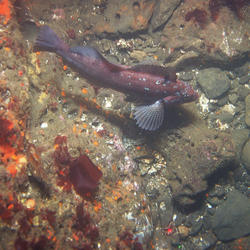 Kelp Greenling in Half Moon Bay