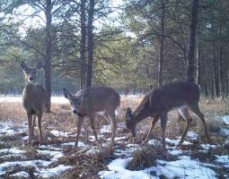 Three deer standing a lightly snowy field.